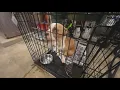 Overrun Cleveland Kennel lowers fees in desperate need of adopters