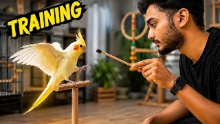 Parrot potty training
