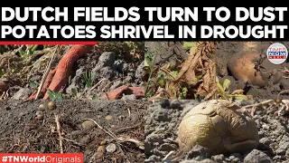 NETHERLANDS DROUGHT CRISIS 180mm Rainfall Deficit Shrivels Crops Hits Farmers Times Now World