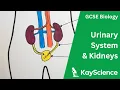 GCSE Biology - The Urinary System