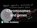 Chromosomes and genes Inheritance and variation Middle school biology Khan Academy