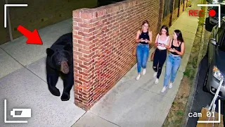 Los Encuentros Más Inesperados con Osos Captados por las Cámaras