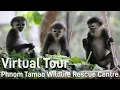 Download Lagu Take a Virtual Tour of Phnom Tamao Wildlife Rescue Centre