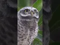 Download Lagu owl sound | Owl sounds | Ullu ki awaz