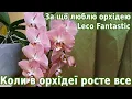Download Lagu Лєко Фантастик коли в орхідеї росте все