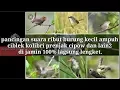 Download Lagu Suara pikat burung ribut 100% ampuh buat mikat .