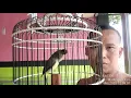 Download Lagu Opior Jambul gacor, masbagik poenya.