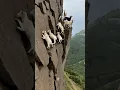 Lagu World’s Bravest Goats Climb a Death-Defying Cliff!