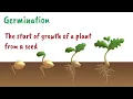 Seeds and Germination Explained
