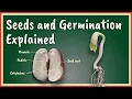 Download Lagu Seeds and Germination Explained