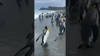 يا مجيب الدعاء يا عظيم الجلال 