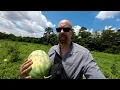 A WATERMELON FARMER SHOWS ME HIS FARM - PICKING FRESH WATERMELONS