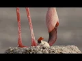 The Cinematic Orchestra: Arrival of the Birds