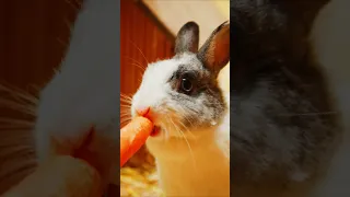 الاطفال يد عون أنهم يلعبون يقوم الأطفال بإطعام حيوانات المزرعة Kidibli Shorts 