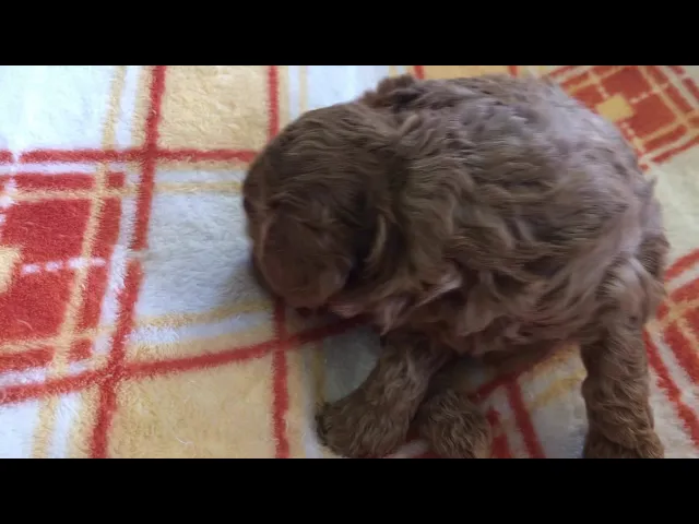 動画