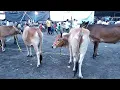 10 Important Points to Remember Before Qurbani Animals||Insha Allah