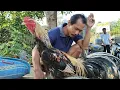 Download Lagu HARGA AYAM BANGKOK HARI INI 20-8-2025 DI PASAR SUMPIUH BANYUMAS