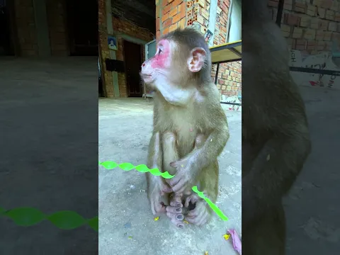 icy so cute #icy #cute  #love #monkey