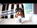 How Big can Teacup Yorkies Grow A Detailed on Teacup Yorkies