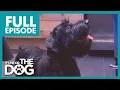 Download Lagu Kan een humpende puppy Crufts winnen? | VOLLEDIGE AFLEVERING | Het is ik of de hond