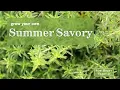 Sow Right Seeds Summer Savory