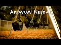Download Lagu Appavum neerae engal ammavum neerae | Tamil Christian Song