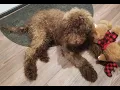 Online Classifieds for Puppies Not Marketplace or Craigslist
