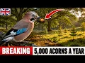 A Bird BURIED ACORNS In An ABANDONED Field WHAT It BUILT Over 60 YEARS Stunned Ecologists