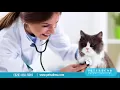 An introduction to Petsadena Animal Hospital