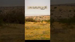 حبك من الخمر المعتق سقاني Love Beautiful Happy اكسبلور شعر جزل القصيد ترند تصميمي تيك توك لايك 