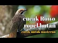 Download Lagu cucak Rowo ropel gacor || ropel hutan cocok untuk masteran