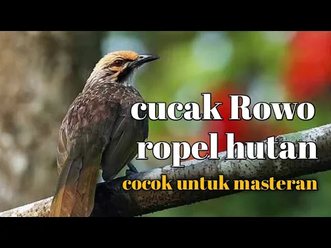 Download MP3 cucak Rowo ropel gacor || ropel hutan cocok untuk masteran