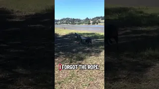 Ya done messed up daddy ! . #dream #fyp #pets #doberman #fypシ