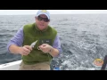 Rigging the Joe Shute Hogy Bluemax with Soft Bait Tails