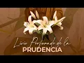 Download Lagu Lirio perfumado Virtud de la prudencia #3/16 🤎