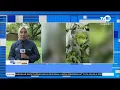 Lagu Gunung Marapi Erupsi Hujan Abu Vukanik Guyur Nagari Batu