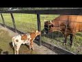 Download Lagu Evening Round-Up: Longhorn and Horses