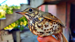 صوت السمن والشحرور مدمج 2025 سوريا 