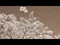 桜 - コブクロ（フル）