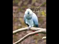 Download Lagu Surah Ma'arij ayat10-13    #quran#tilawat#recitation#trending#viral#status#bird#grey#ytshorts