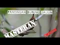 Download Lagu suara pancingan burung jalilin