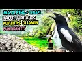 Download Lagu SUARA KACER GACOR FULL ISIAN - MASTERAN KACER FULL ISIAN DENGAN GEMERICIK AIR