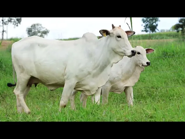 Matriz Nelore LMRZ - 7