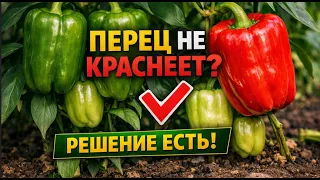 Перец не краснеет? Решение есть!