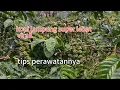 Download Lagu Kopi lampung yang lagi viral berbuah lebat