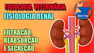 Fisiologia renal - Filtração, reabsorção e secreção - fisiologia veterinária - Aula 2