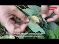 Download Lagu KETIBAN REZEKI NOMPLOK!!  DAPATIN BEBERAPA KEPOMPONG EMAS SEKALIGUS DENGAN ISINYA YANG BIKIN TAKJUB!