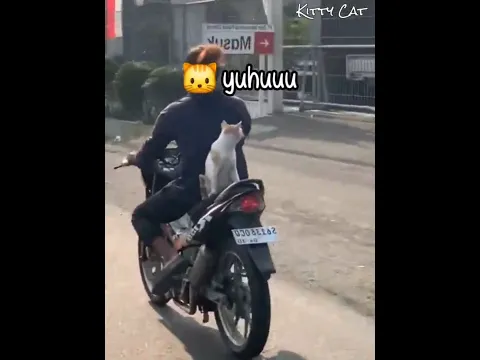 PoV Abang Muka Sangar Tapi Pecinta Kucing 🐱 #kucinglucu #kucingoyen