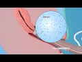 How to use Condoms for Men How to wear a Condom - Manipal Hospitals