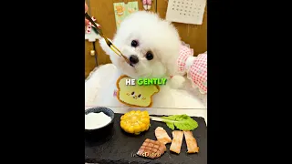 This Dog Has The Sweetest Morning Routine Shorts  This Dog Has The Sweetest Morning Routine Shorts